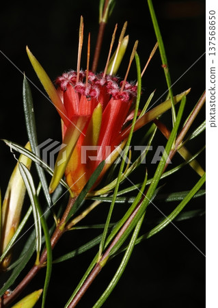 Flower of mountain devil. Flower of mountain devil. 137568650