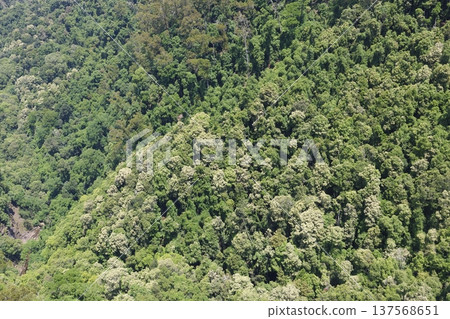 Forest in Morton National Park. Forest in Morton National Park. 137568651