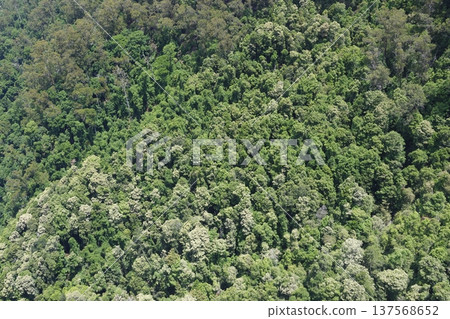Forest in Morton National Park. Forest in Morton National Park. 137568652