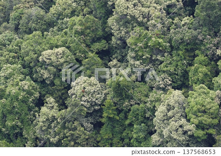 Forest in Morton National Park. Forest in Morton National Park. 137568653