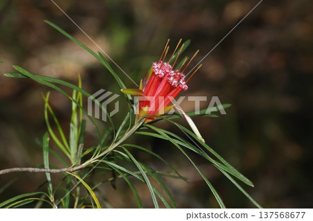 Flower of mountain devil. 137568677