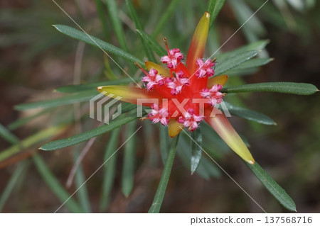 Flower of mountain devil. Flower of mountain devil. 137568716