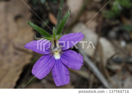 Purple fan-flower Scaevola ramosissima. Purple fan-flower Scaevola ramosissima. 137568718