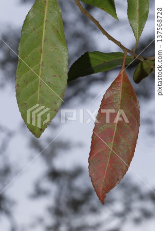 Leaves of a green native cascarilla. Leaves of a green native cascarilla. 137568728