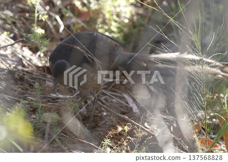 Female superb lyrebird. Female superb lyrebird. 137568828