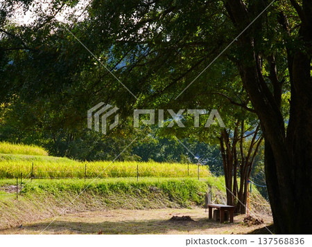 A landscape with a bench A landscape with a bench 137568836