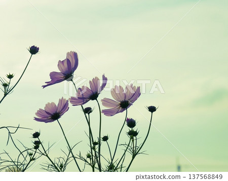 宇宙閃耀在天空中 宇宙閃耀在天空中 137568849