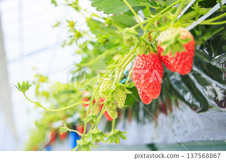 Strawberry picking 137568867