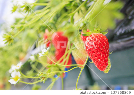 Strawberry picking 137568869