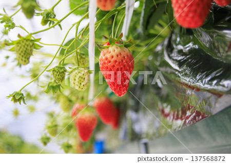 草莓採摘 草莓採摘 137568872