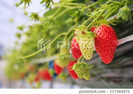 Strawberry picking Strawberry picking 137568875