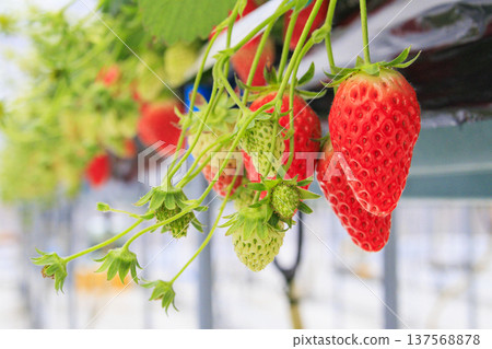 Strawberry picking 137568878