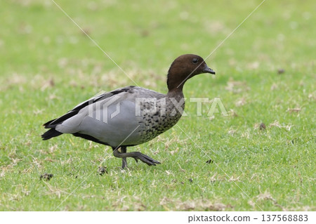 Male Australian wood duck. 137568883