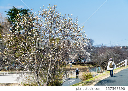 A promenade where white magnolias bloom A promenade where white magnolias bloom 137568890