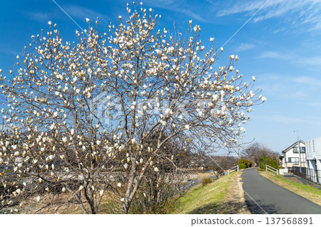 A promenade where white magnolias bloom A promenade where white magnolias bloom 137568891