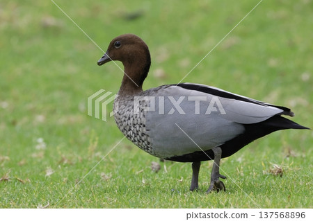 Male Australian wood duck. 137568896