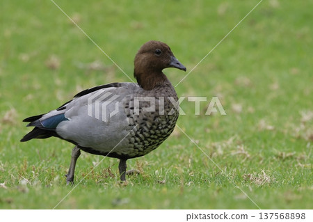 Male Australian wood duck. 137568898