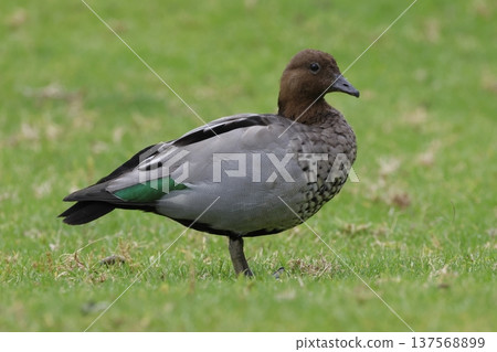 Male Australian wood duck. Male Australian wood duck. 137568899