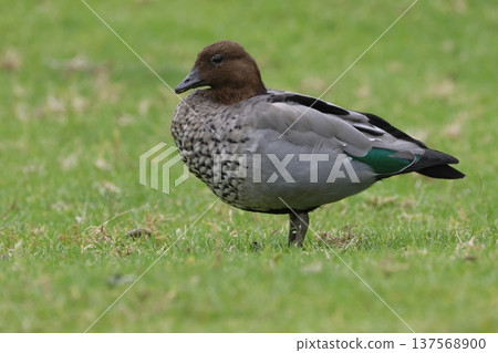 Male Australian wood duck. 137568900