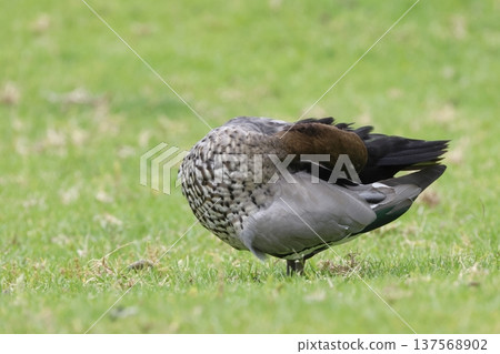 Male Australian wood duck preening. 137568902