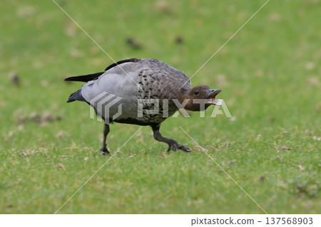 Male Australian wood duck. 137568903