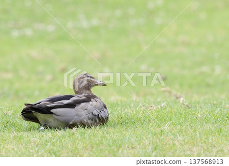 Female Australian wood duck. 137568913