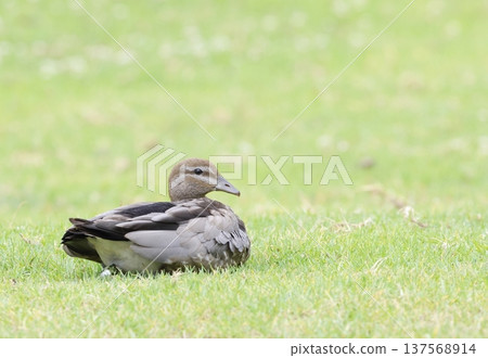 Female Australian wood duck resting. 137568914