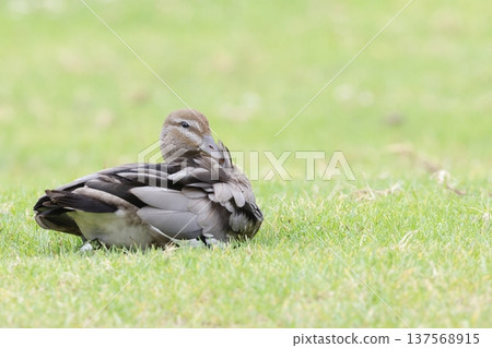 Female Australian wood duck. 137568915