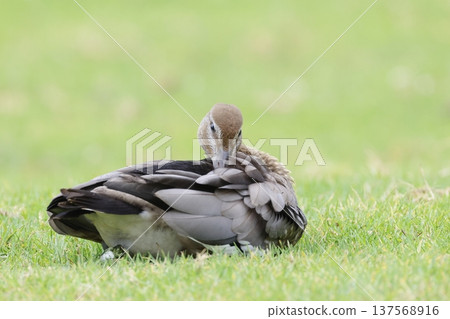 Female Australian wood duck. 137568916
