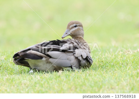 Female Australian wood duck. 137568918
