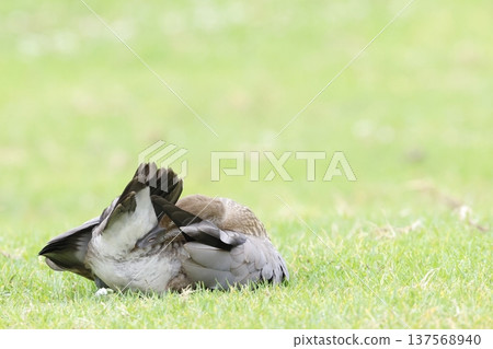 Female Australian wood duck. 137568940