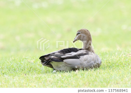 Female Australian wood duck. 137568941