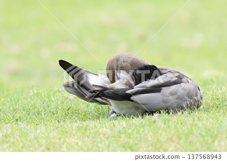 Female Australian wood duck. 137568943