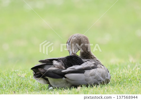 Female Australian wood duck. 137568944