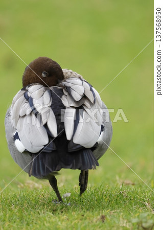 Male Australian wood duck. 137568950