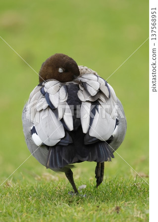 Male Australian wood duck. 137568951