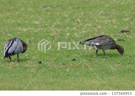 Pair of Australian wood ducks. 137568953