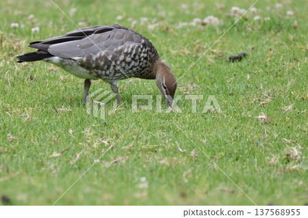 Female Australian wood duck. 137568955
