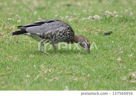 Female Australian wood duck. 137568956