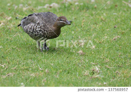 Female Australian wood duck. 137568957