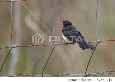 Juvenile willie wagtail. 137569014