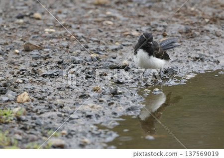 Juvenile willie wagtail. 137569019
