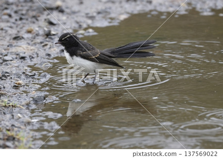 Juvenile willie wagtail. Juvenile willie wagtail. 137569022