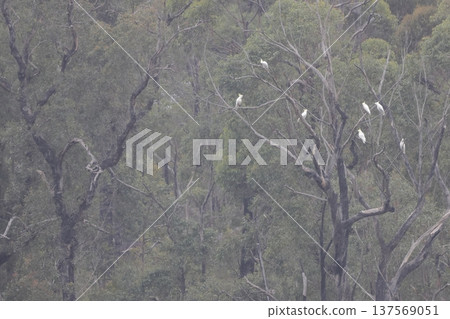 Greater sulphur-crested cockatoos. Greater sulphur-crested cockatoos. 137569051