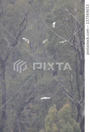 Greater sulphur-crested cockatoos. Greater sulphur-crested cockatoos. 137569053