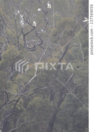 Greater sulphur-crested cockatoos. 137569056