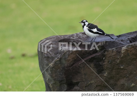 Magpie-lark Grallina cyanoleuca cyanoleuca. Magpie-lark Grallina cyanoleuca cyanoleuca. 137569069