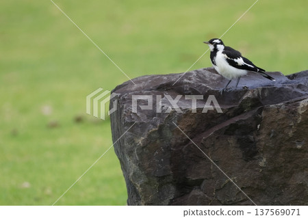Magpie-lark Grallina cyanoleuca cyanoleuca. Magpie-lark Grallina cyanoleuca cyanoleuca. 137569071
