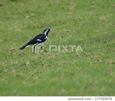 Female magpie-lark Grallina cyanoleuca cyanoleuca. Female magpie-lark Grallina cyanoleuca cyanoleuca. 137569076