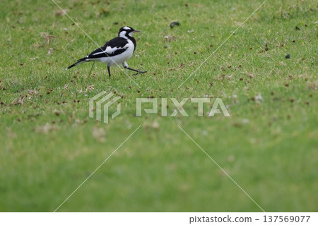 Juvenile magpie-lark Grallina cyanoleuca cyanoleuca. Juvenile magpie-lark Grallina cyanoleuca cyanoleuca. 137569077